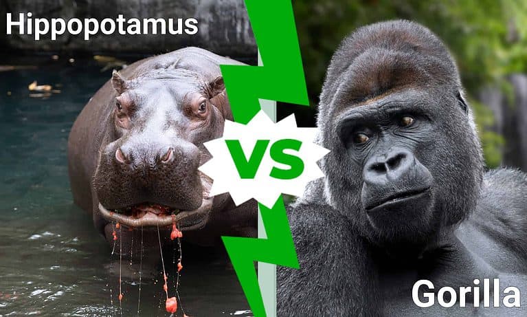 Hippo vs. Gorilla