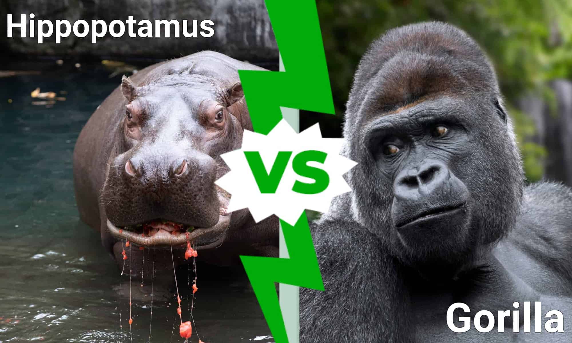 Hippo vs. Gorilla