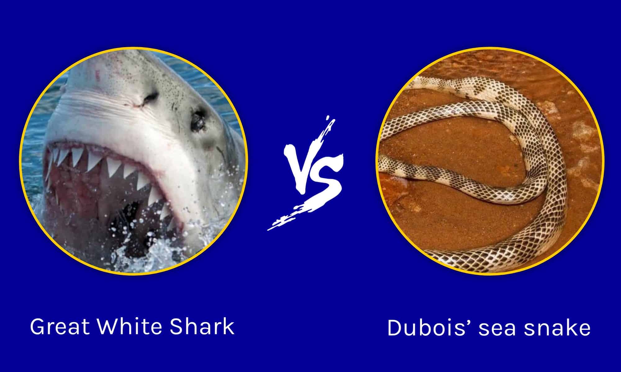 Great White Shark vs the Most Venomous Sea Snake