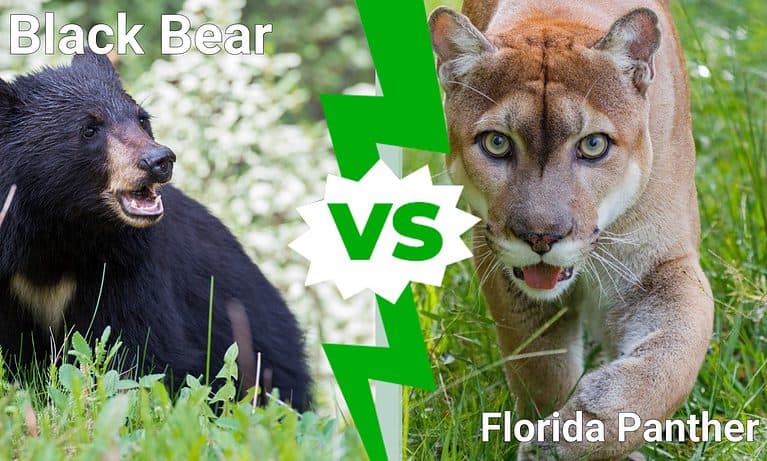 Black Bear vs. Florida Panther