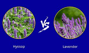 Hyssop vs. Lavender: What Are the Differences? Picture