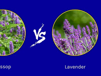 A Hyssop vs. Lavender: What Are the Differences?
