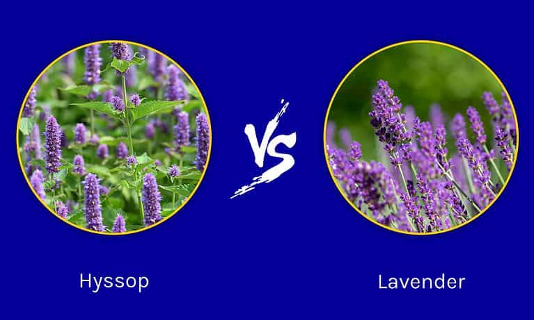 Hyssop vs. Lavender
