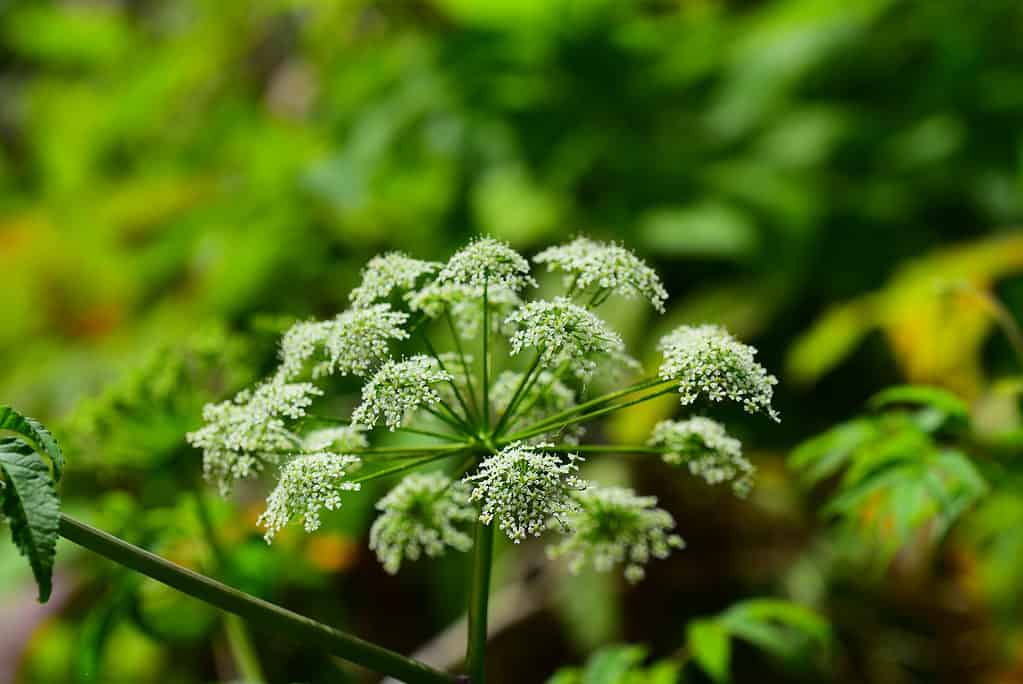 Close up of Water Hemlock (Cicuta maculata). Each flower head is composed of clusters of small, five-petaled white flowers. Photo taken on the Silver River in Ocala, Florida. Nikon D750 with Nikon 200mm Macro lens