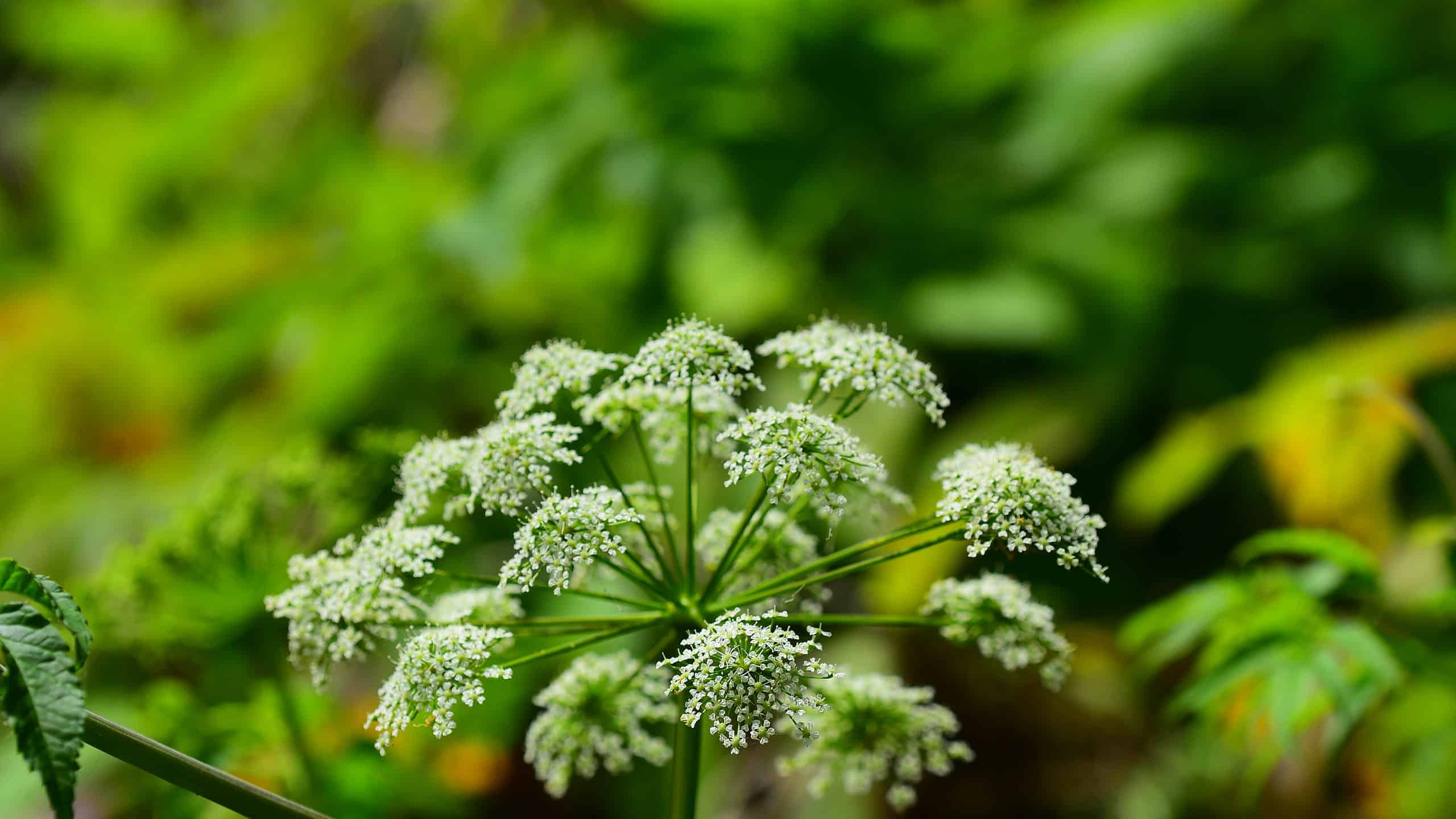 Close up of Water Hemlock (Cicuta maculata). Each flower head is composed of clusters of small, five-petaled white flowers. Photo taken on the Silver River in Ocala, Florida. Nikon D750 with Nikon 200mm Macro lens
