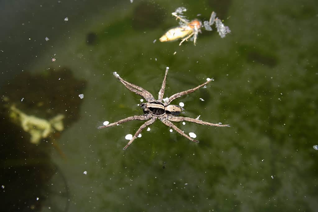 Fishing spider floating on water