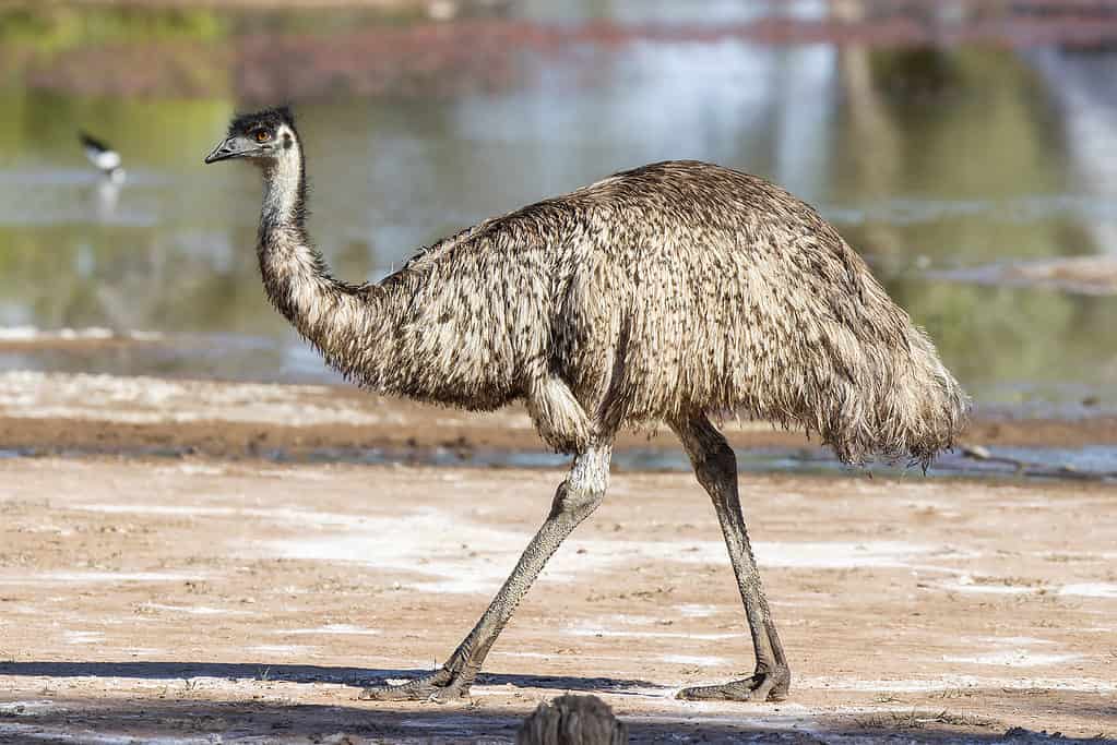 Australian flightless bird the emu