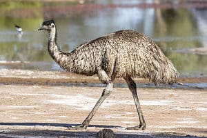 Watch a Massive Emu Turn Aggressive and Chase a Man Picture