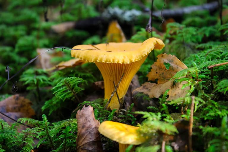 Cantharellus cibarius, chanterelle, girolle