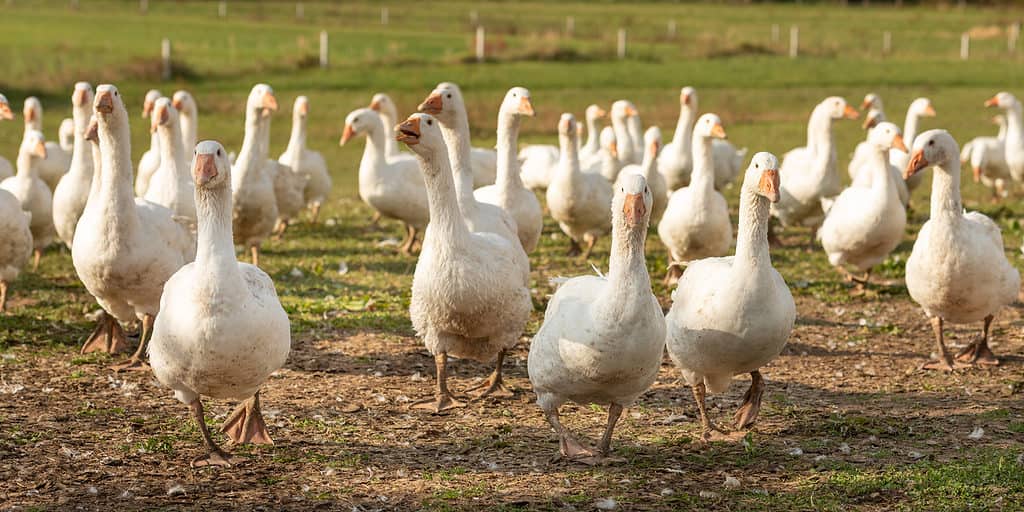 farm geese