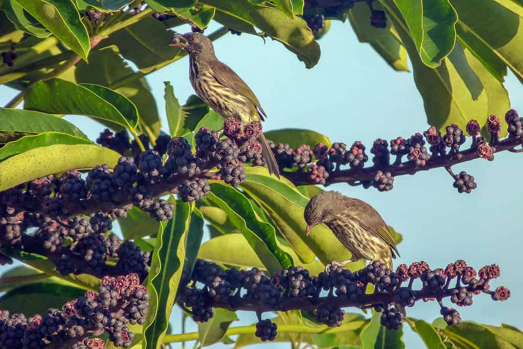 Palmchat birds eating berries