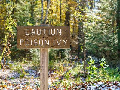 A 4 Safe and Effective Ways to Get Rid of Poison Ivy From Your Yard