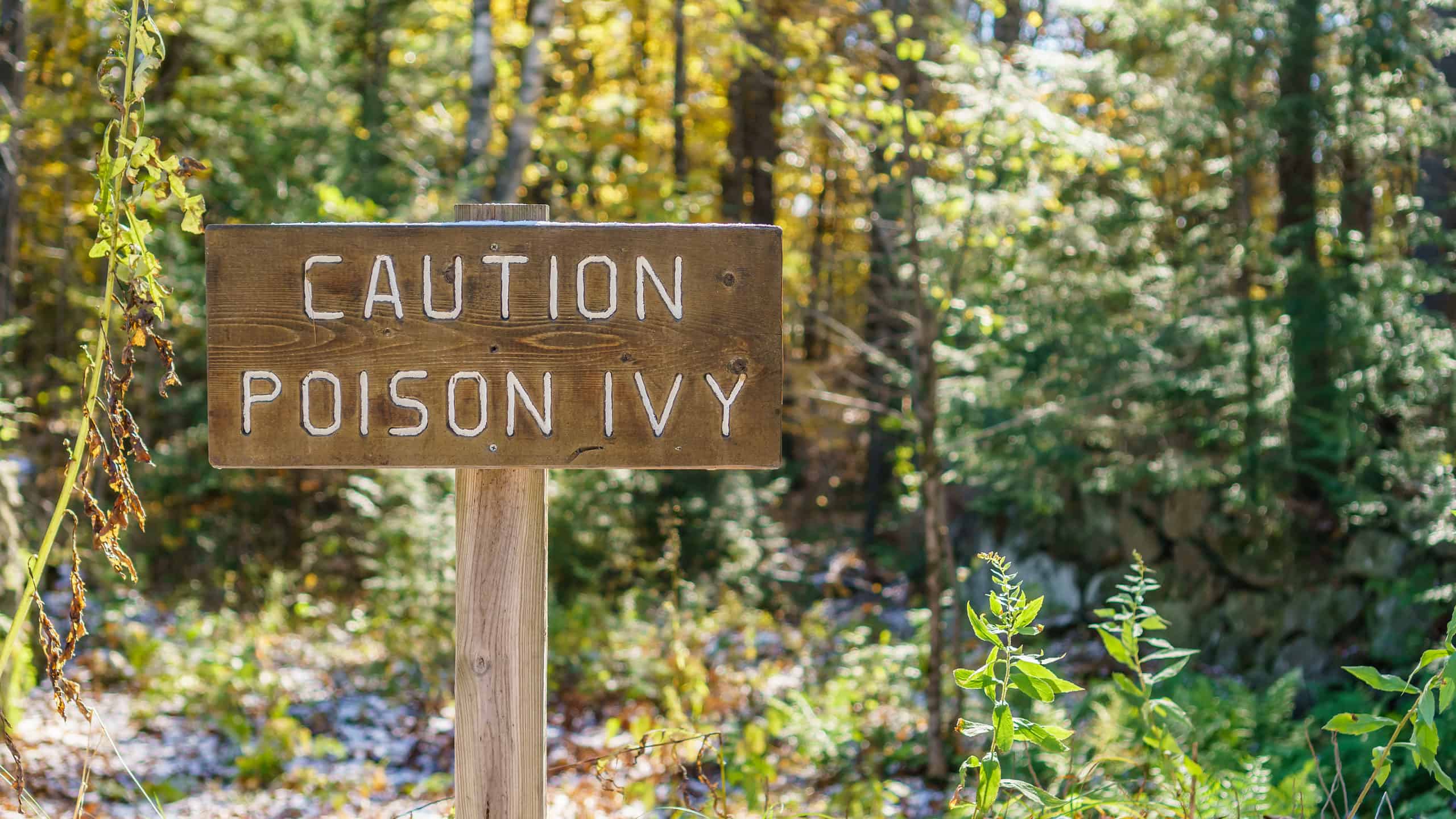 Brown sign with the words Caution Poison Ivy in a forest setting