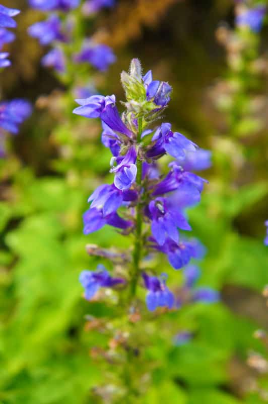 Lobelia, Blossom, Blue, Botany, Close-up