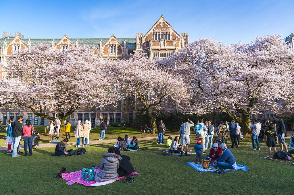 university of Washington,Seattle,washingto n,usa. 04-03-2017: cherry blossom blooming in the garden with crowded.