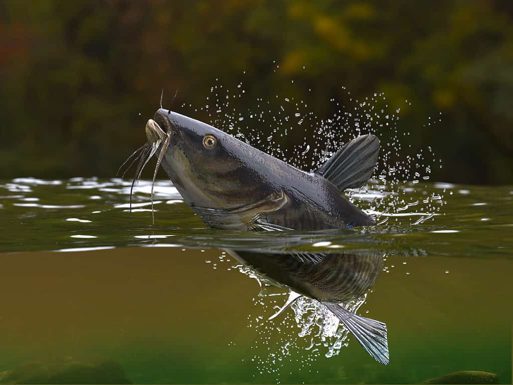 Catfish jumping out of water