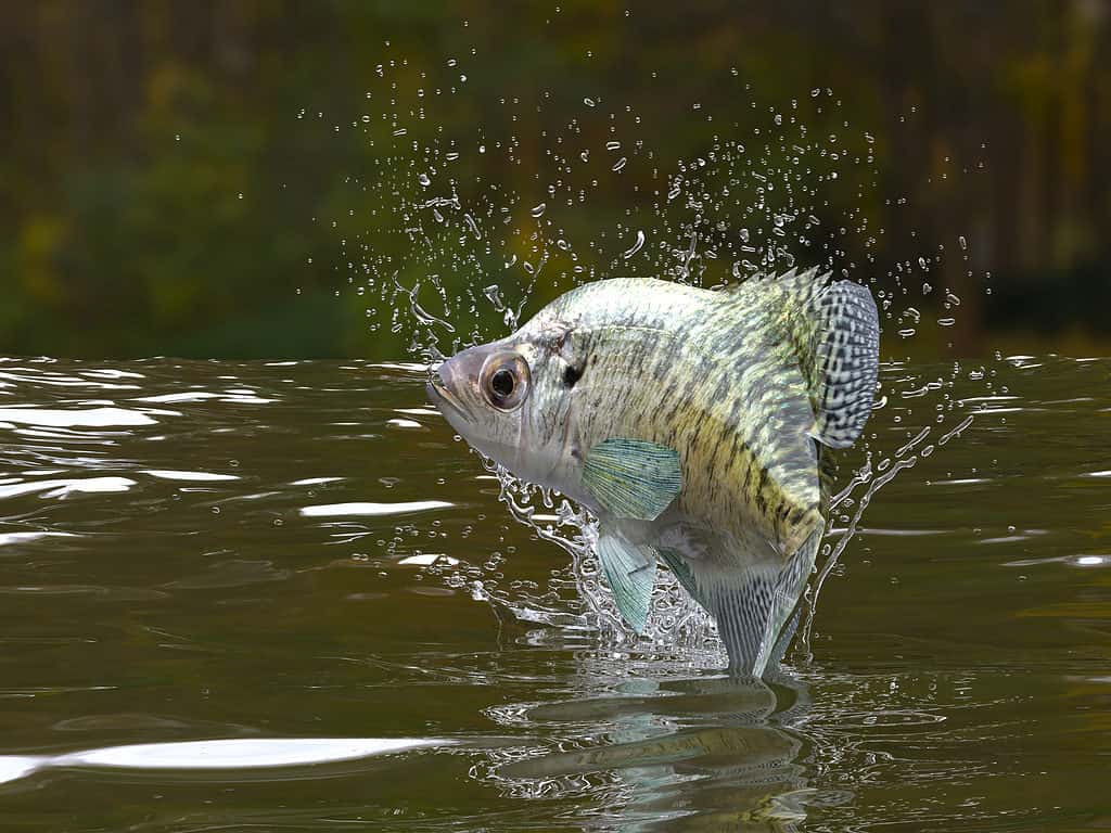 White crappie jumping out of the water