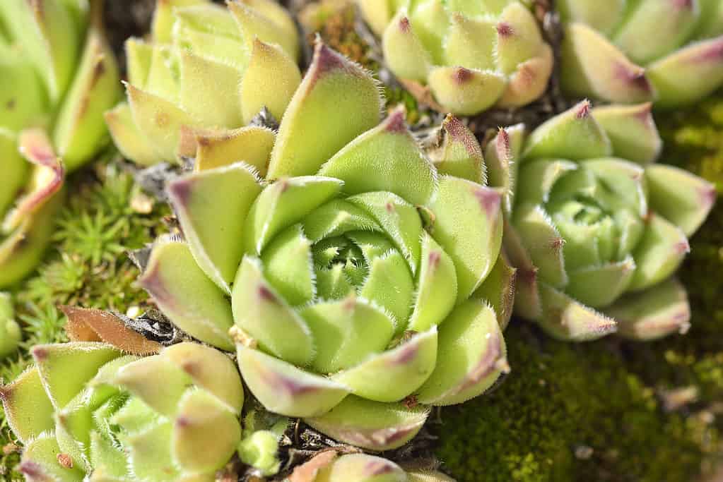 Echeveria agavoides, the molded-wax agave