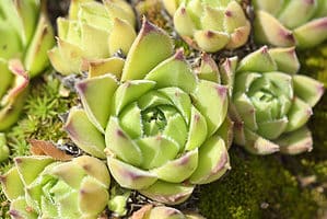 Agave Plant Varieties and Which Type is Best For You (With Pictures)  Picture
