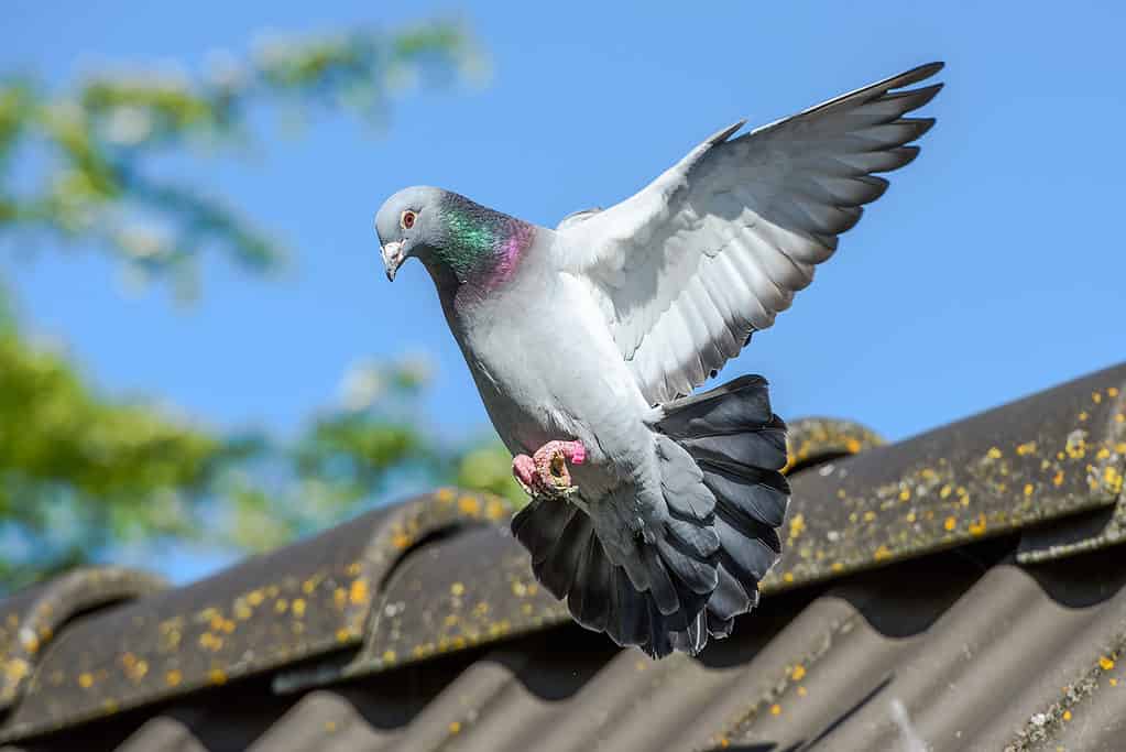 racing pigeon