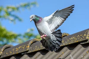 How Smart Are Pigeons? Everything We Know About Their Intelligence Picture