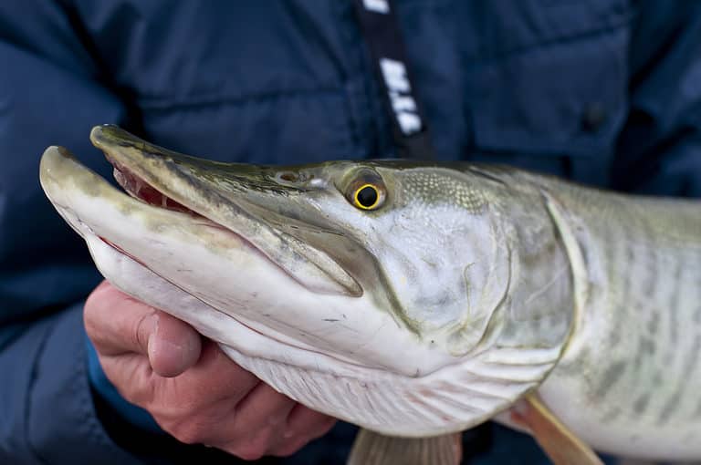 A close up of a tiger muskie face