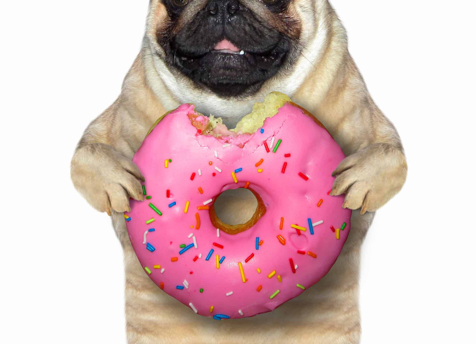 National Pug Day 2024 Date and 5 Fun Ways to Celebrate AZ Animals