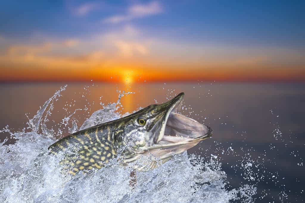 muskellunge