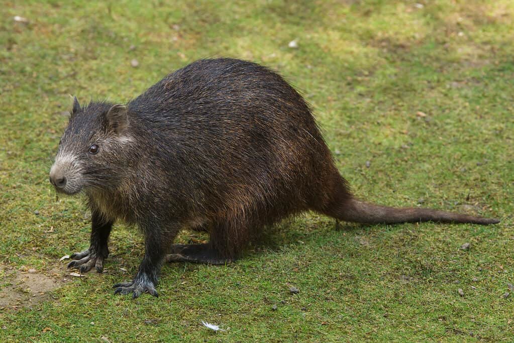 Desmarest's hutia (Capromys pilorides), also known as the Cuban hutia