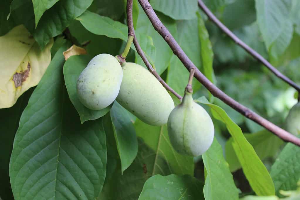 Closeup of Three Pawpaws (Wild Edible Fruit) Ripening on Tree in Forest