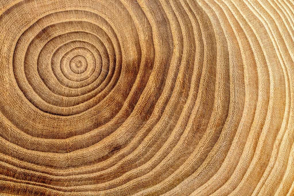 Dendrochronology is the science of counting and crossdating tree rings.
