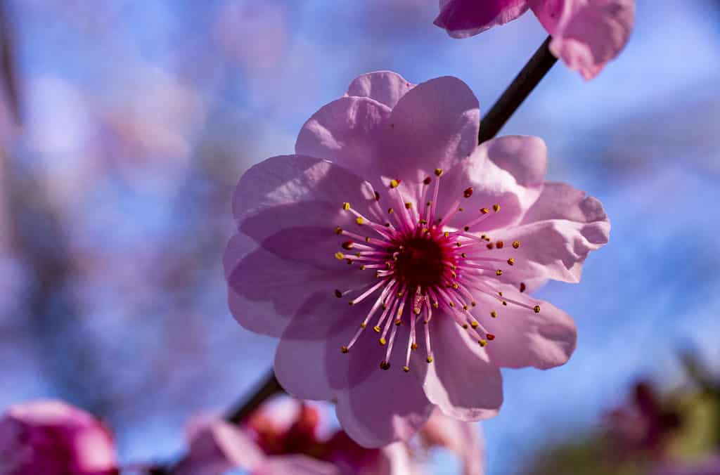 This North Carolina Arboretum's cherry blossom is springtime perfection!