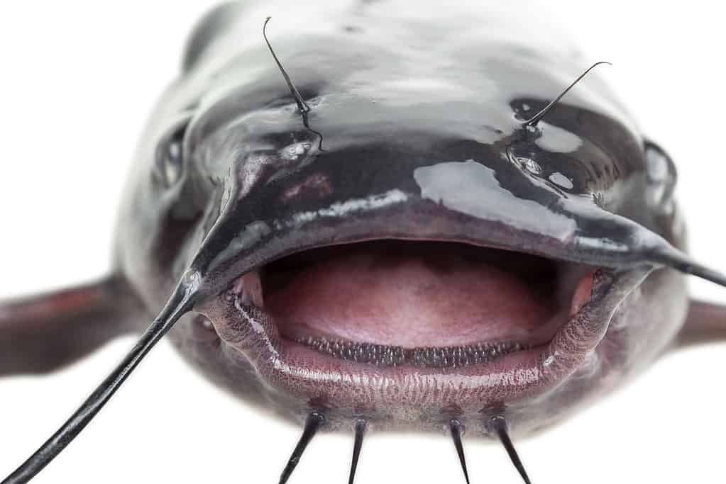 Channel Catfish Mouth