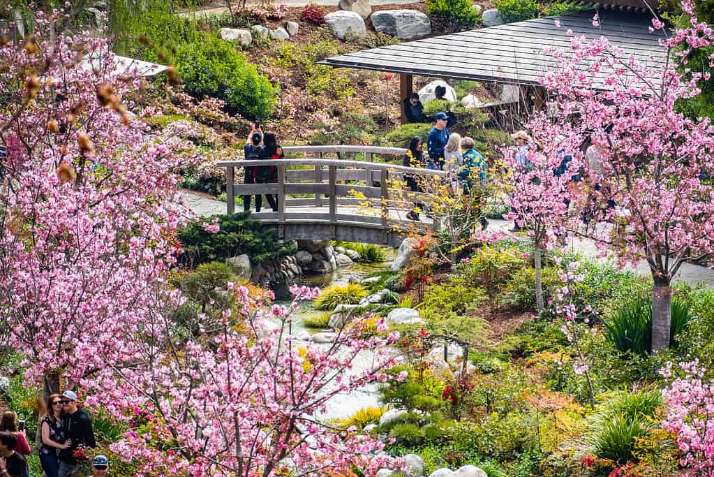 March 19, 2019 San Diego / CA / USA - Landscape in Japanese Friendship Garden during the Cherry Blossom Festival in Balboa Park