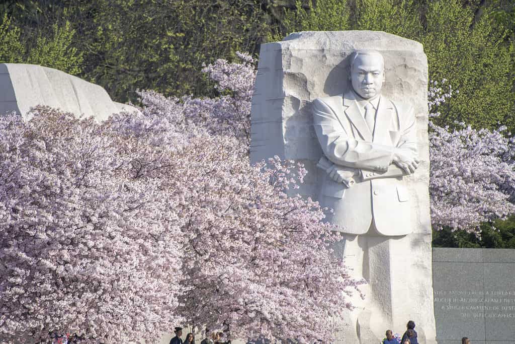 อนุสรณ์สถาน Martln Luther King, Jr. ในกรุงวอชิงตัน ดี.ซี. ขนาบข้างด้วยดอกซากุระทุกฤดูใบไม้ผลิ