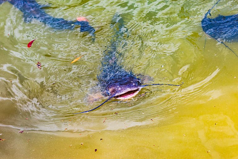Catfish in water