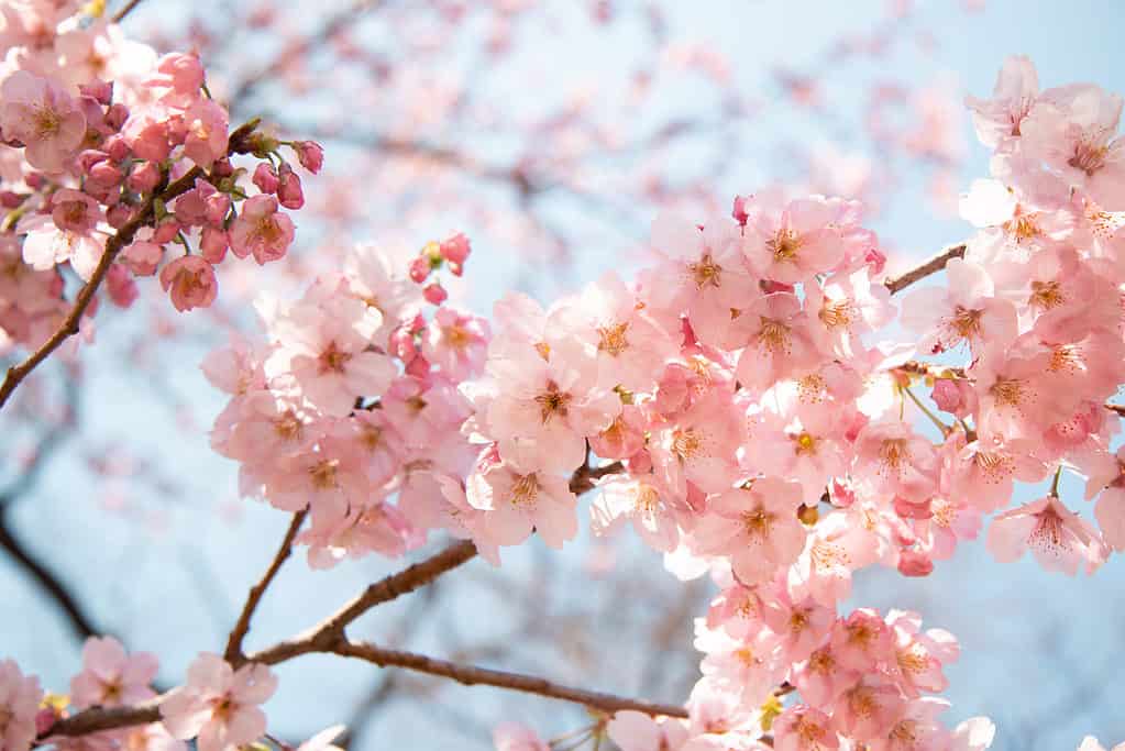 The pink and white hues of the Yoshino cherry blossoms dominate the spring landscape of Washington, DC.