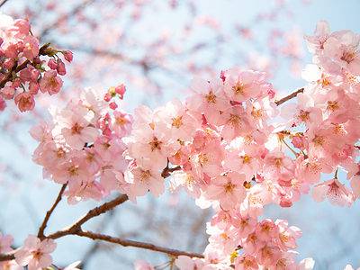 A Cherry Blossoms in Illinois: When They Bloom and Where to See Them