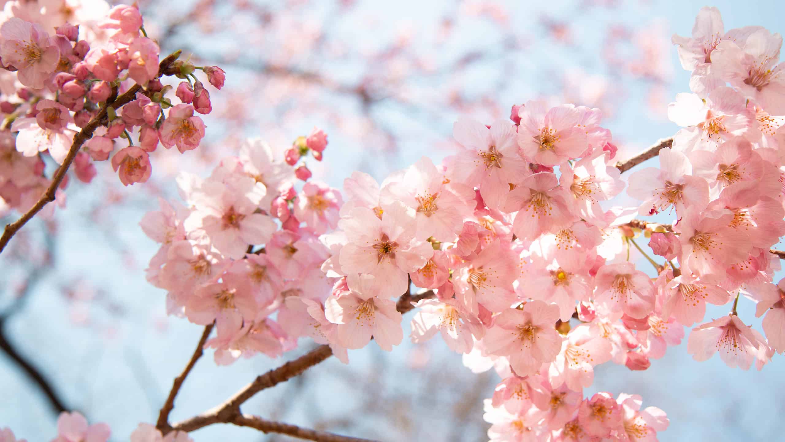 Cherry Blossom Festivals: 17 Places To See The Blooms