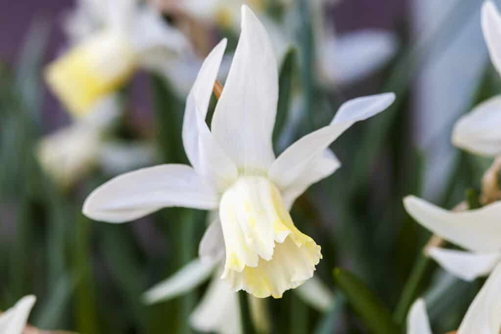 'Jenny' Cyclamineus Daffodil
