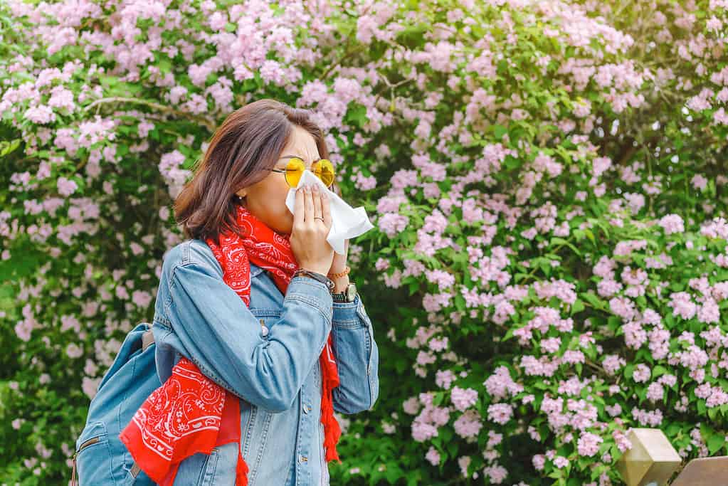 Blossoms can cause allergy symptoms