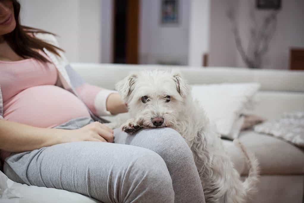 Dog with pregnant woman