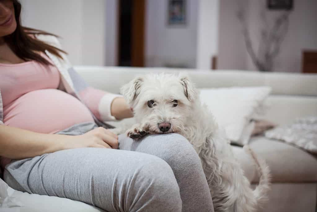 do dogs get clingy when pregnant