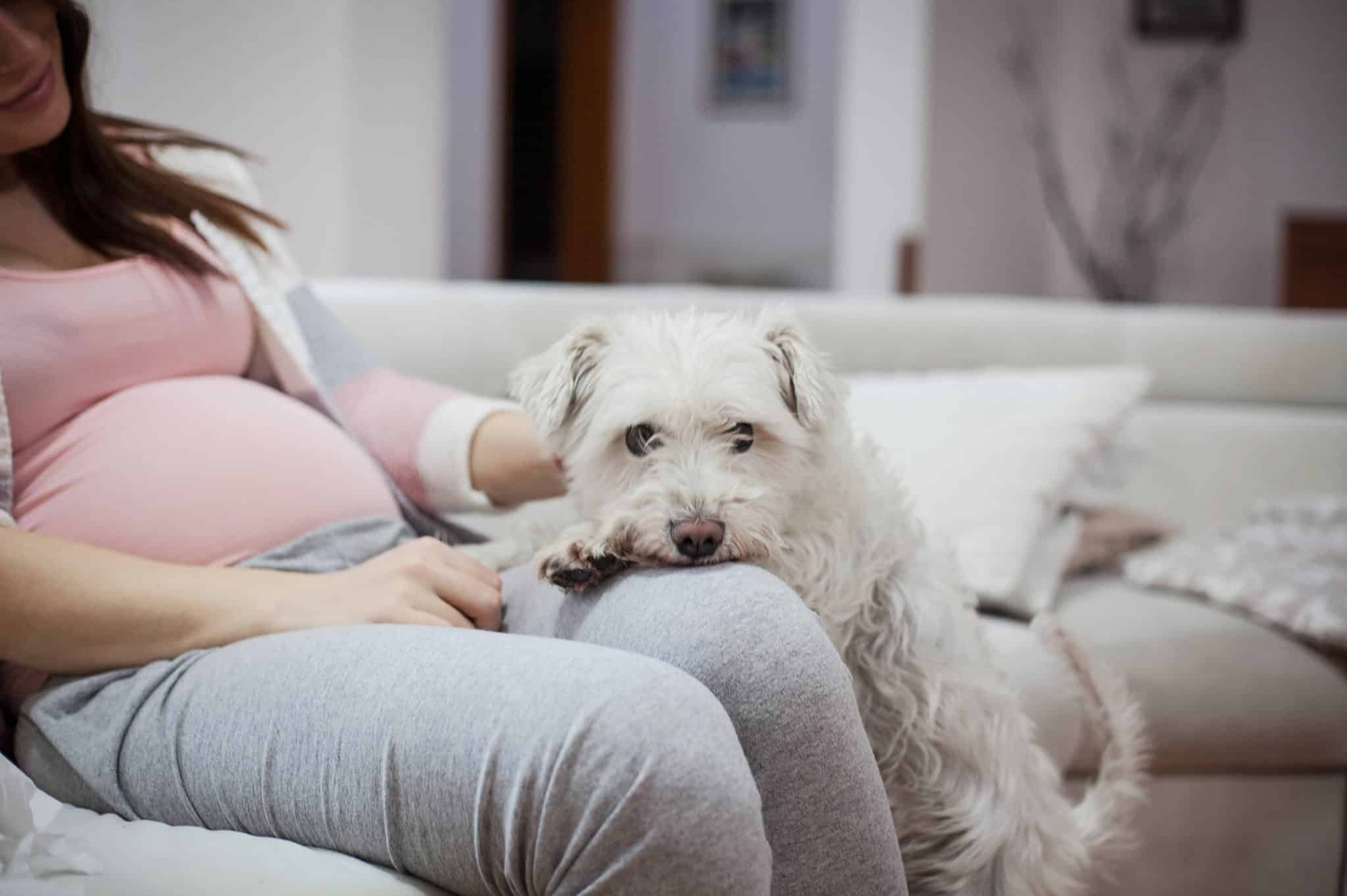 can-dogs-sense-pregnancy-in-humans-what-science-says-az-animals