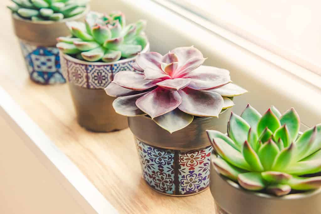 Succulent plants arranged along window