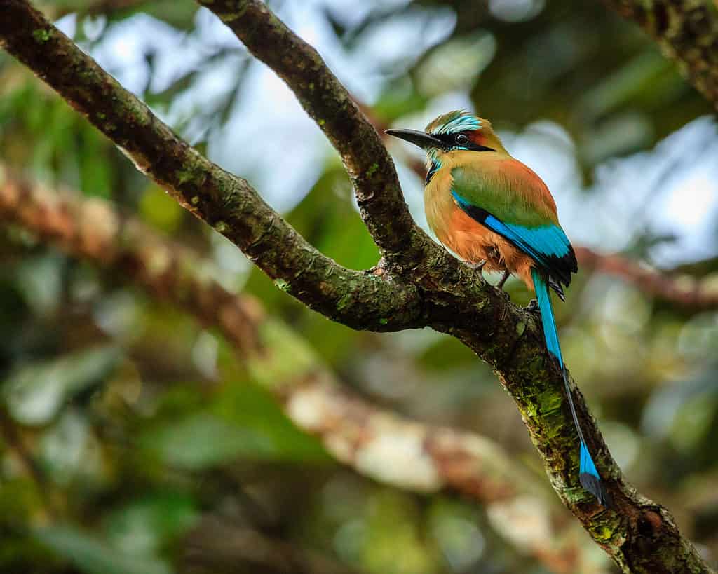 Turquoise-browed motmot (Eumomota superciliosa)