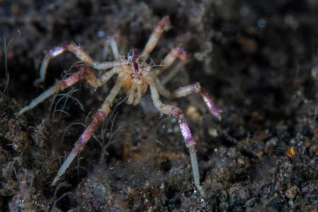 Sea spider have four eyes on the sides of their head