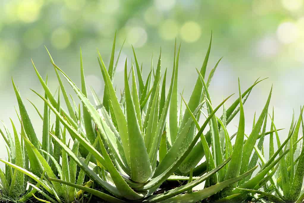 Aloe vera is one of the most popular types of indoor succulents 