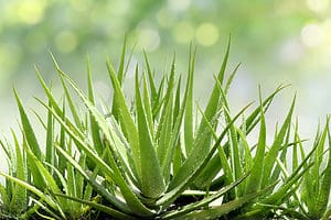 The 20 Most Common Aloe Plants: Uses, Care Tips, and More! Picture