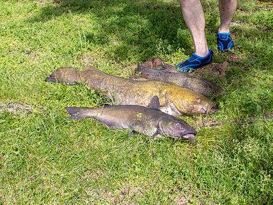 A Yellow Bullhead Catfish